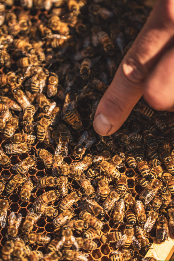 Formation en apiculture pour débutant