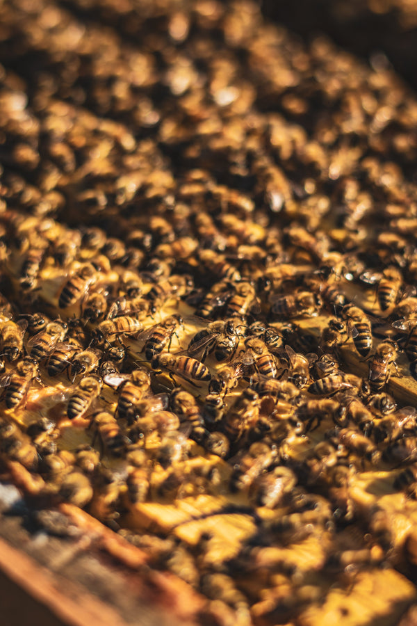 Parrainage d'une ruche - forfait Butineuse