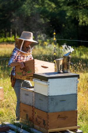 Formation apiculture en ligne pour débutants – Bases essentielles (4 juin 2026)